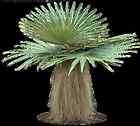 Coccothrinax crinita var brevicrinis Live Short Hair Old Man Palm Tree 