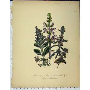  Meadow Clary Bergamot Wild Thyme Bugle Botanical Print 