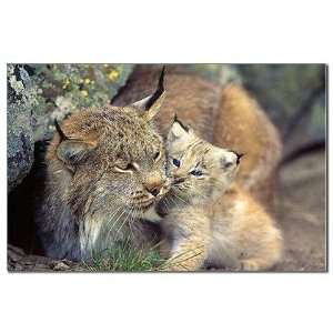  Linx mum and baby Animals Mini Poster Print by  