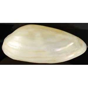 Pearlized River Shell 