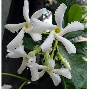   Jasmine Plant   6 Pot   Extremely Fragrant Vine Patio, Lawn & Garden