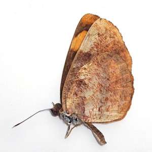 RARE unmounted butterfly Pantoporia sandaka #YZ48  