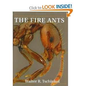  The Fire Ants [Hardcover] Walter R. Tschinkel Books