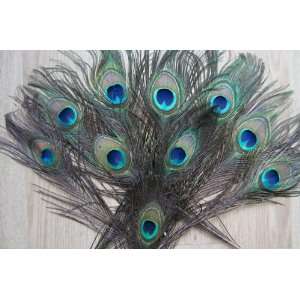   peacock tail feathers / big eyes of peacock feathers 50pcs / lots: Pet