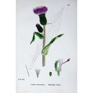  Botany Plants C1902 Melancholy Thistle Carduus Colour 