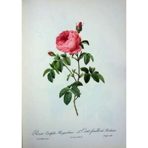  Rosa Centifolia Burgundiaca Pink 1959 Roses Flowers