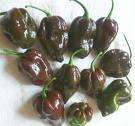 Chocolate Congo Hot Pepper seeds, RARE L@@K!!! (HP0050)  