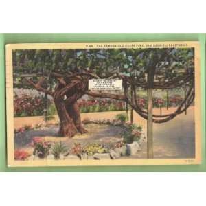  Postcard Vintage Oldest Grape Vine San Gabriel Ca 