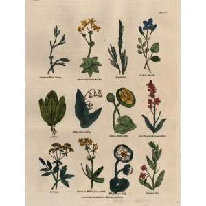 Culpepper 1814 Antique Engraving of Various Plants & Flowers Plate 14 