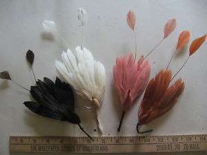 Vintage Feather Millinery Bird Hat Trim 5488  