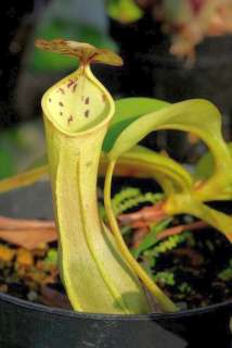   is a carnivorous plant also known as pitcher plant which is indigenous