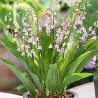 Lily of the Valley Pink Plants (Pack of 4) 70344 