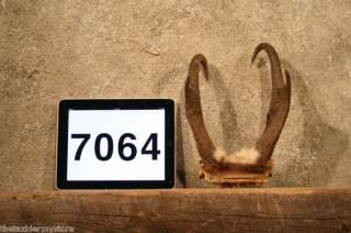 7064 Antelope Horns Taxidermy Mount Pronghorn Antler  