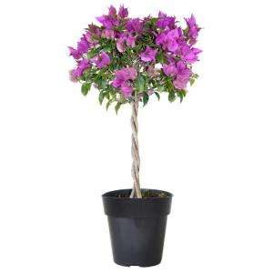 Bougainvillea New River Braided Topiary Tree S7826 NR at The Home 