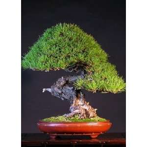 Tropica   Bonsai   Japanische Rotkiefer (Pinus densiflora)   40 Samen 
