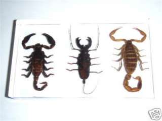 Insect Collection Set 3 Scorpions(Black, Whip & Golden)  