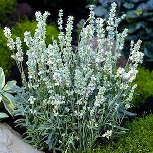 Lavender Ellagance Ice White Young Plug Plants Lavandula  