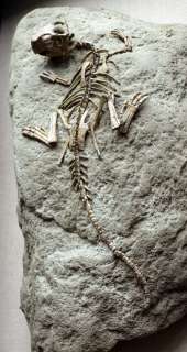 triassica PSITTACOSAURUS skeleton REAL dinosaur fossil  