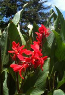 Red Wisper Indica Canna Lily Seeds  