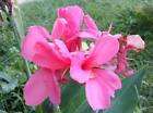 10 SEEDS PINK CANNA LILY, CANNA INDICA + Free Document