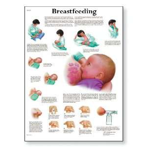 3B Scientific VR1557L Glossy Laminated Paper Breastfeeding Anatomical 