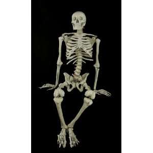  Halloween Bucky Skeleton Anatomical Prop 