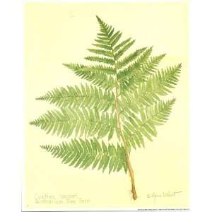   Tree Fern 8 1/2 X 10 Color Print By Annie LaPoint 