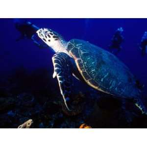  Scuba Diving in Soufriere Bay with Loggerhead Turtle 