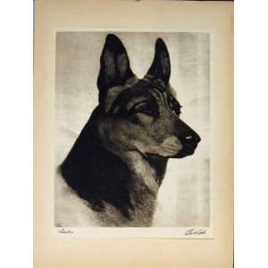  Lucks Dog Dogs Cobb Black White Etching Old Antique Art 
