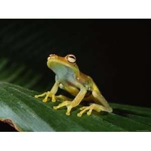  Glass Frog with Eggs Visible Through Skin, Ecuador, South 