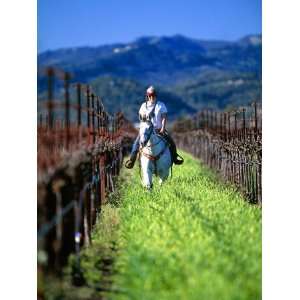  Equestrian Riding in a Vineyard, Napa Valley Wine Country 