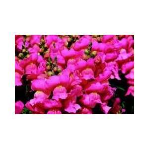   Montego Rose Wholesale Live Flower Plants Patio, Lawn & Garden