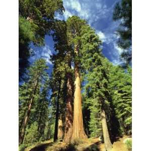  Giant Sequoia Trees, Mariposa Grove, Yosemite National 