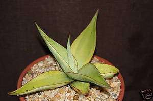   marginata variegated rare succulent collection plant 4 pot  