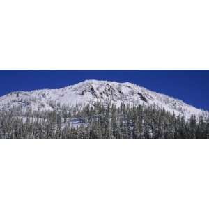  Low Angle View of Trees on a Snowcapped Mountain, Lassen 