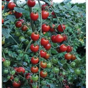  Davids Red Hybrid Cherry Tomato BHN 624 10 Seeds per 