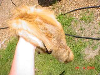Red fox w/ ft garment tanned trap wild fur skin hide NR  