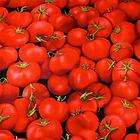 Timeless Treasures Cotton Fabric Bright Red Tomatoes Ap