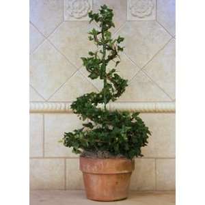  Live English Ivy 22 Spiral Topiary Patio, Lawn & Garden