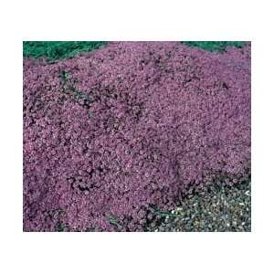    Mother of Thyme Herb   4 Plants   Thymus Patio, Lawn & Garden