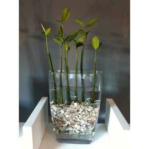 Red Mangrove 8 Seedling Large Plant Arrangement in Rectangular Glass 